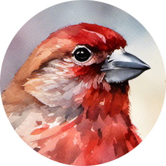 Rounded watercolor profile image of a house finch